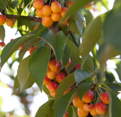 Chukar Cherries Natural Chocolate Making Process Featured on NPR