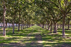 California Walnut Industry Expects Quality Crop Early