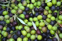 California Governor Signs Olive Oil Labeling Law